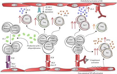 The Role of the Endothelium during Antibody-Mediated Rejection: From Victim to Accomplice